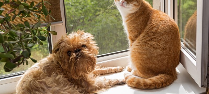 うちのコ、人間なら何歳なんだろう？
