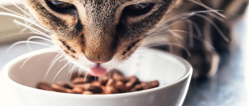 放っておくと一大事!? 「便秘と下痢の対処法」 ｜ 老犬＆老猫と暮らす