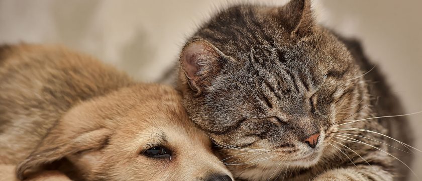 ワンちゃん・ネコちゃんの眼から体調を知ろう ｜ 老犬＆老猫と暮らす