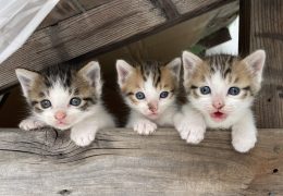 猫に漢方？猫にまつわる漢方のギモンに答えます