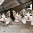 猫に漢方？猫にまつわる漢方のギモンに答えます