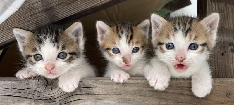 猫に漢方？猫にまつわる漢方のギモンに答えます