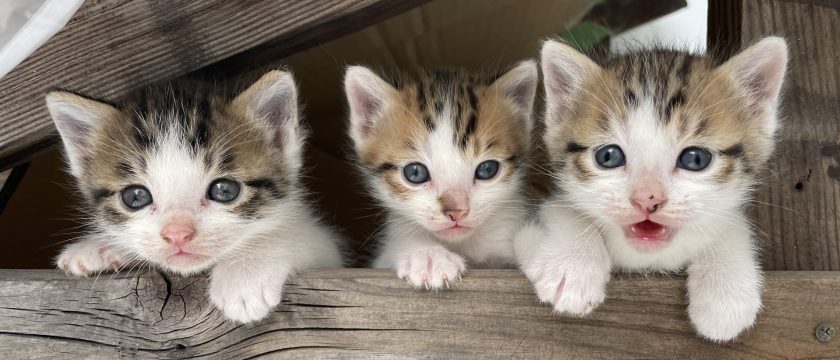 猫に漢方？猫にまつわる漢方のギモンに答えます