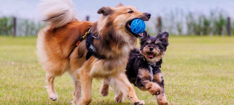 犬猫の筋肉が落ちる「サルコペニア」って？ <br>中医学でできるやさしいケア