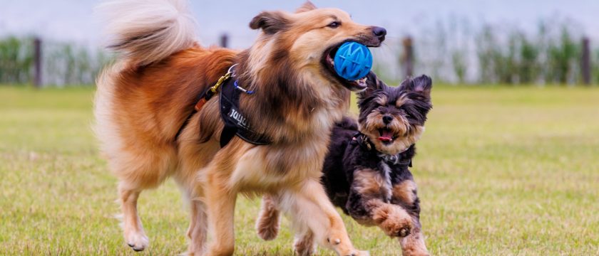 犬猫の筋肉が落ちる「サルコペニア」って？ <br>中医学でできるやさしいケア