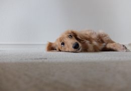 犬だってストレスを抱えている<br>～老犬のストレスの傾向と対策～