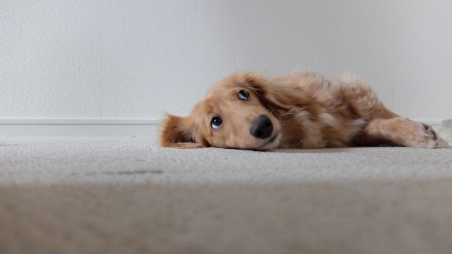 犬だってストレスを抱えている<br>～老犬のストレスの傾向と対策～