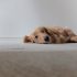 犬だってストレスを抱えている<br>～老犬のストレスの傾向と対策～