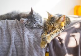 老猫とストレス ─ 中医学の<br>「腎（じん）」から考える<br>シニア猫との暮らし方
