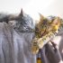 老猫とストレス ─ 中医学の<br>「腎（じん）」から考える<br>シニア猫との暮らし方