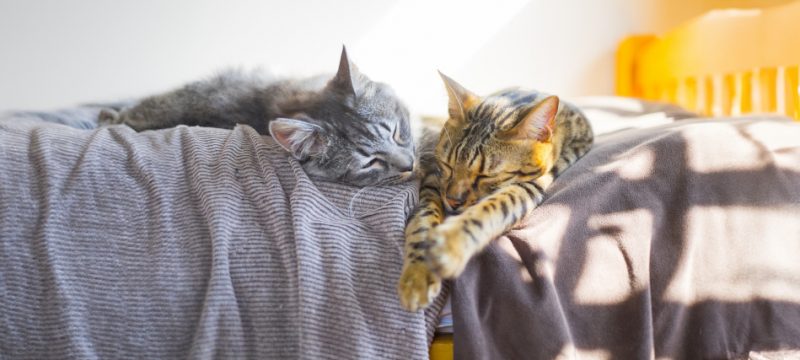 老猫とストレス ─ 中医学の<br>「腎（じん）」から考える<br>シニア猫との暮らし方