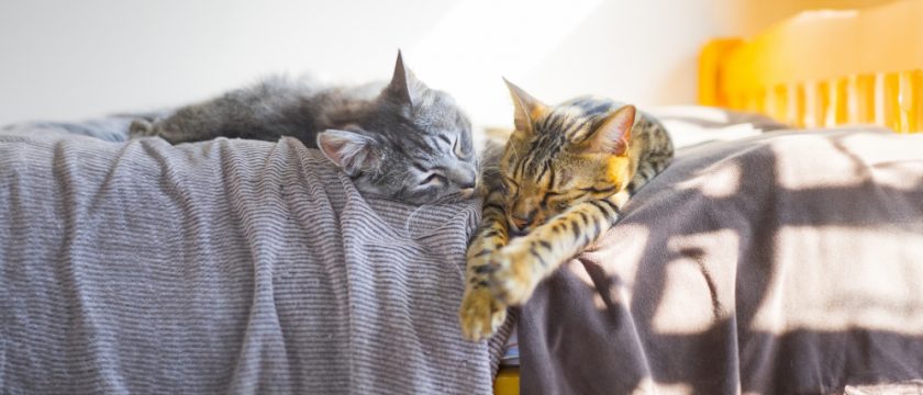 老猫とストレス ─ 中医学の<br>「腎(じん)」から考える<br>シニア猫との暮らし方