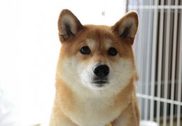 ペットの認知症と中医学<br>－愛犬・愛猫の健康を守るために―