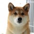 ペットの認知症と中医学<br>－愛犬・愛猫の健康を守るために―