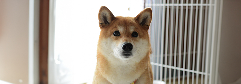ペットの認知症と中医学<br>－愛犬・愛猫の健康を守るために―