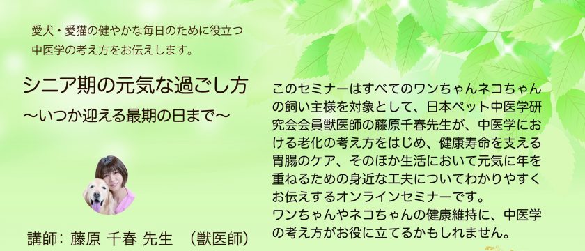 飼い主様向け オンライン中医学セミナーを開催しました